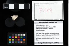 Foto (Objekt + Etikett) von Goniodromites bidentatus (Reuss, 1858)  (NHMW-GEO-2014-0194-0189)